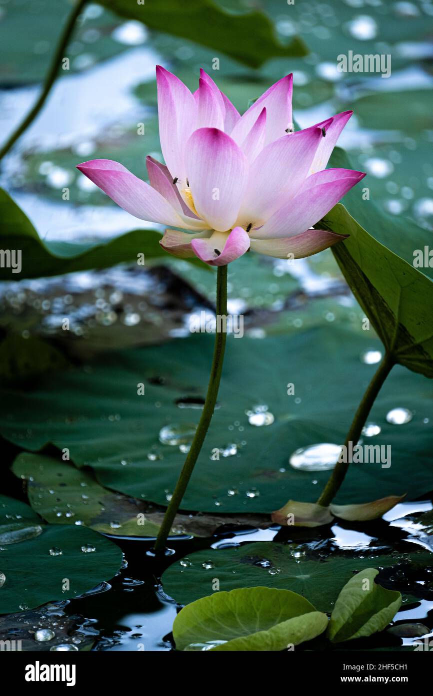 lotus, the national flower of Vietnam Stock Photo Alamy