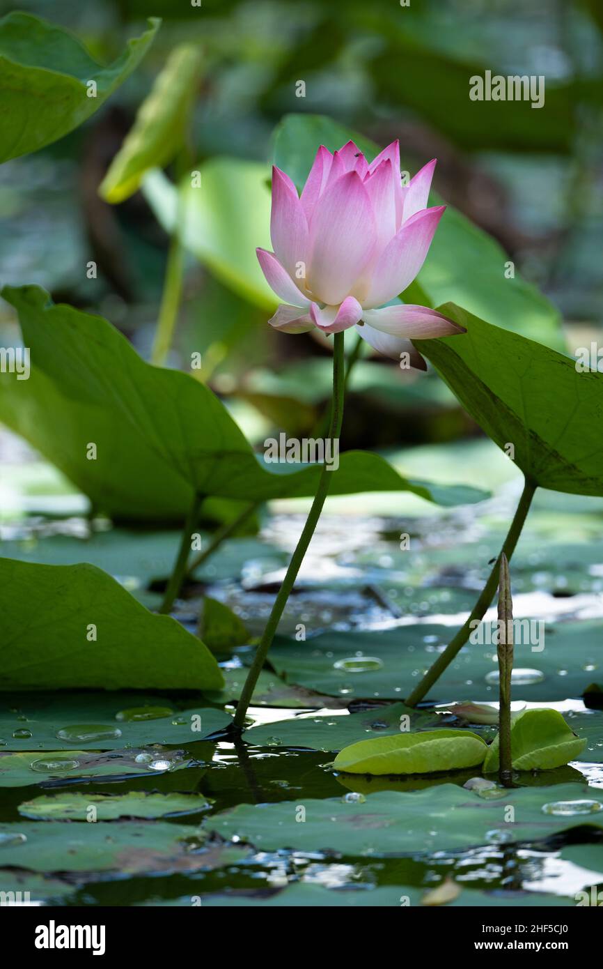 lotus, the national flower of Vietnam Stock Photo Alamy