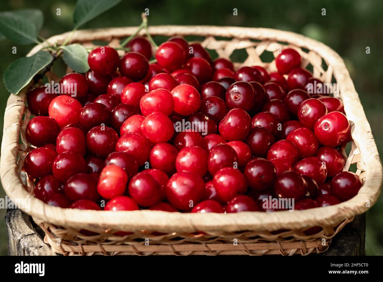 Harvesting cherry berries in the summer garden. Ripe cherries in a basket  on the lawn grass. Horizontal photo Stock Photo - Alamy