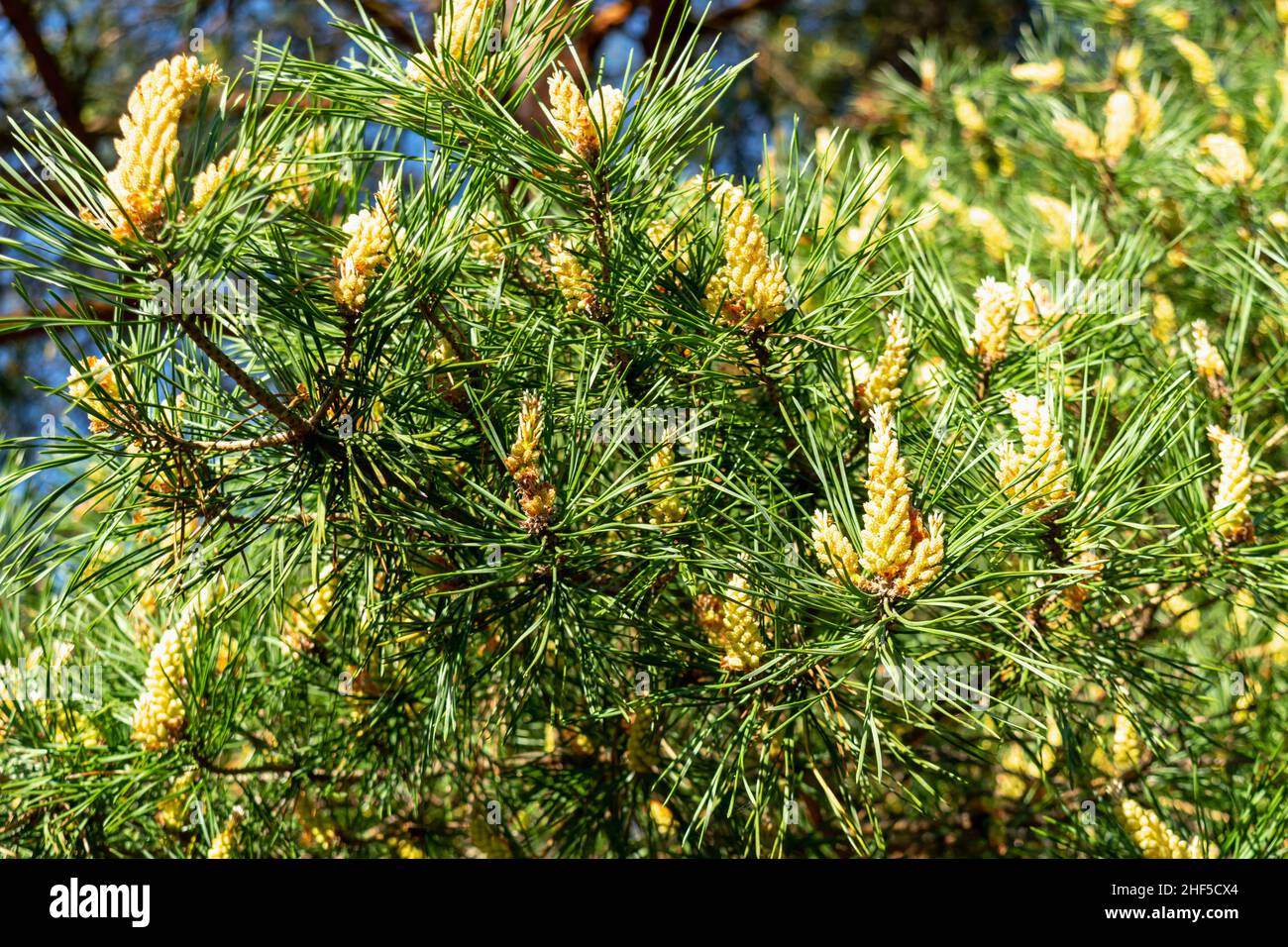 Spring flowering trees. Blooming pine tree. Natural background. Horizontal photo. Stock Photo