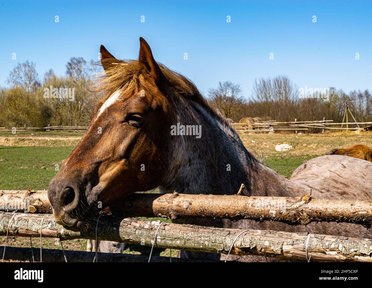 Groomed horses behind the fence. Horse close-up at the old stable. Horizontal photo. Stock Photo