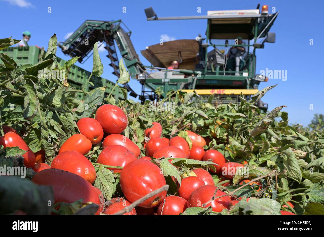 ITALY, Parma, tomato contract farming for company Mutti s.p.a., harvest with Sandei FMC harvester, the harvested plum tomatoes are processed direct on the field at Insta Factory a mobile conserving unit and used for passata Sul Campo / ITALIEN, Tomaten Vertragsanbau fuer Firma Mutti spa, die geernteten Flaschentomaten werden anschliessend direkt am Feld in der Insta Factory, einer mobilen Konservierung, zu Passata Sul Campo verarbeitet und konserviert Stock Photo
