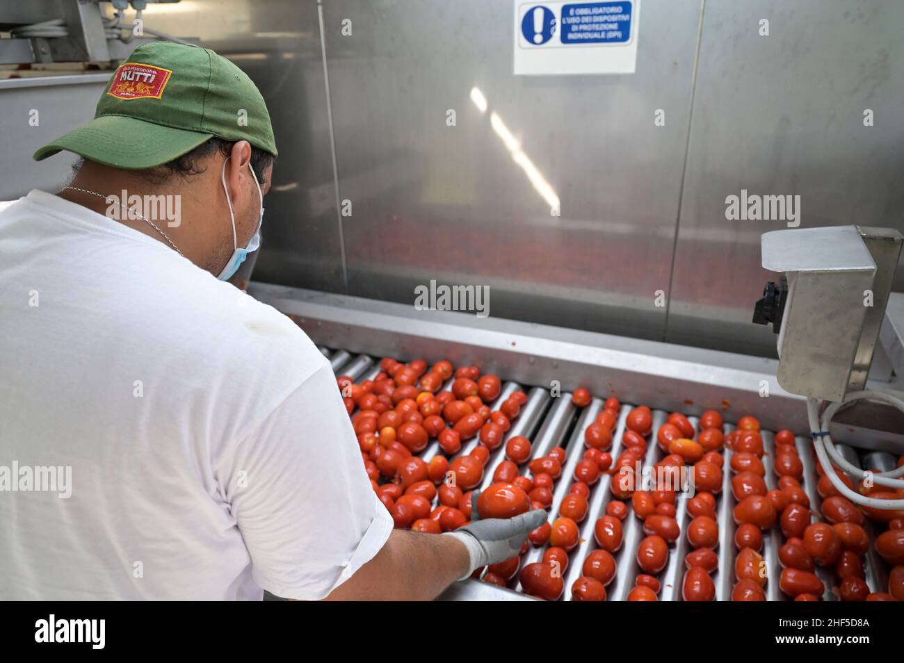 ITALY, Parma, tomato canning company Mutti s.p.a., founded 1899, fresh havested plum tomatoes are processed and conserved as passata direct on the field at the Mutti Insta factory, a mobile conserving unit / ITALIEN, Parma, Basilicanova,Tomatenkonservenhersteller Firma Mutti spa, die frisch geernteten Flaschentomaten werden direkt auf dem Feld in der Insta Factory, einer mobilen Konservierungsanlage, zu Passata verarbeitet, Sortiereinheit Stock Photo