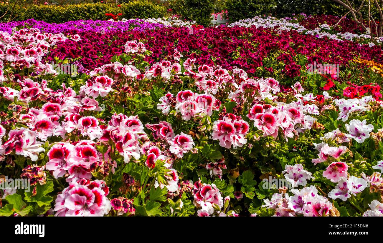 Field of beautiful flowers in California Stock Photo Alamy