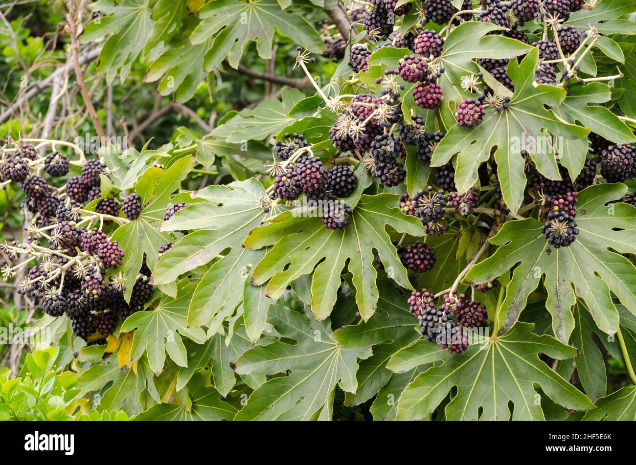 Dark blueberry or grape-like fruits of some plants at Futamiokitama shrine in Ise, Japan Stock Photo