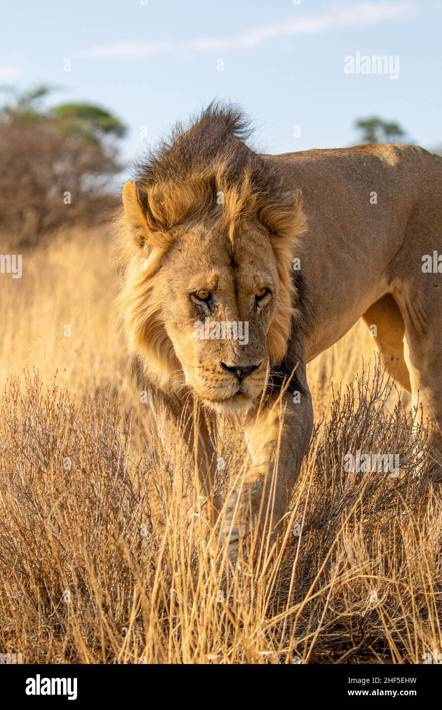 Black-maned lion in the Kgalagadi Stock Photo