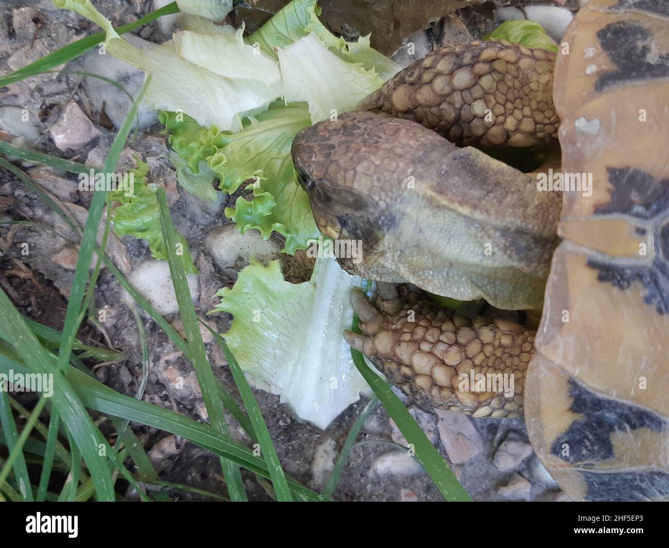 Domestic turtle that eats salad Stock Photo