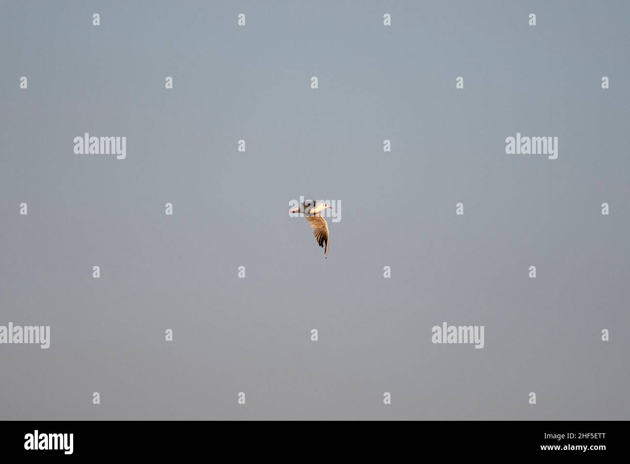 Lonely seagull flying high in the sky Stock Photo