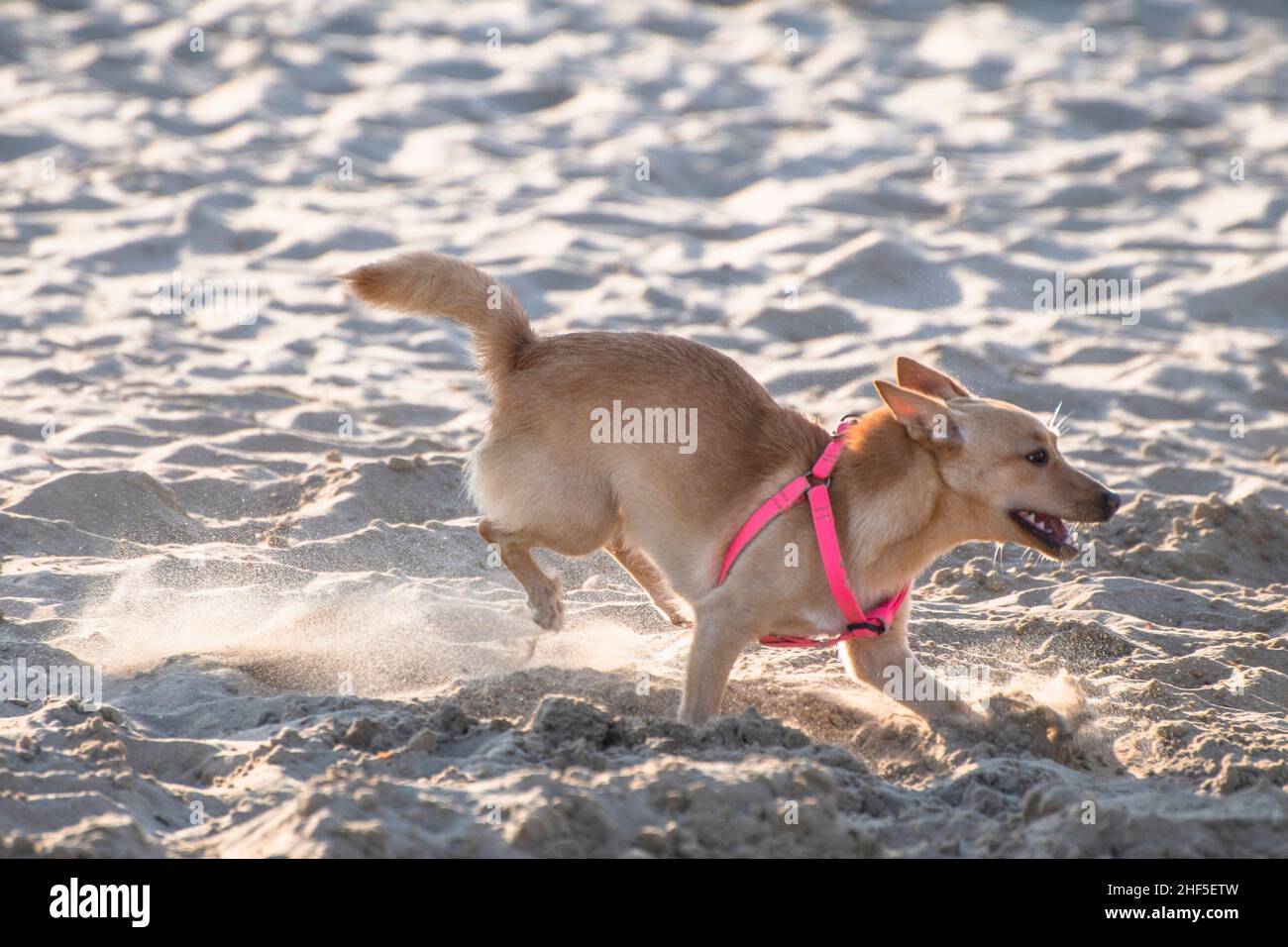 Little dog running and playing on the beach Stock Photo