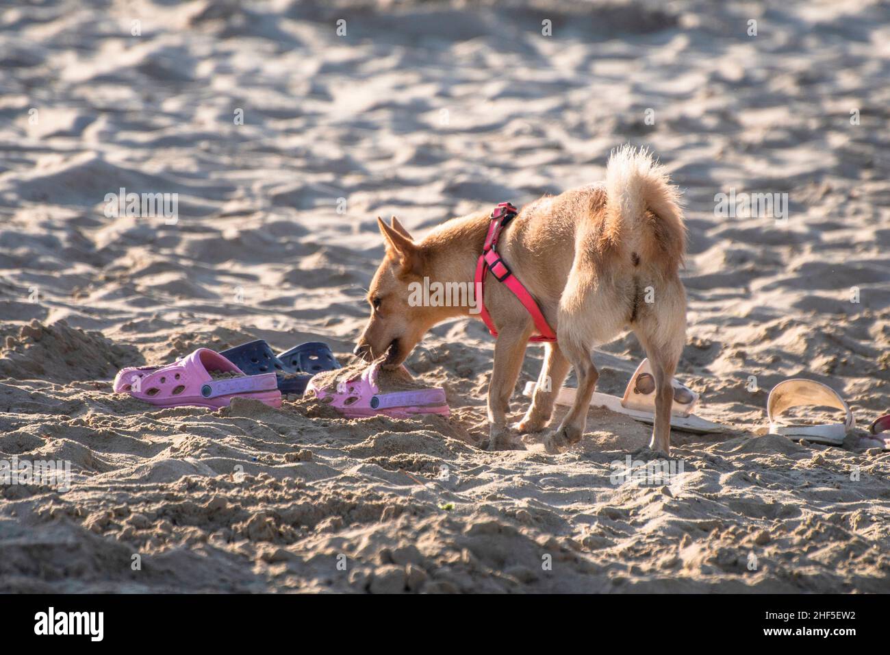 Little dog running and playing on the beach Stock Photo