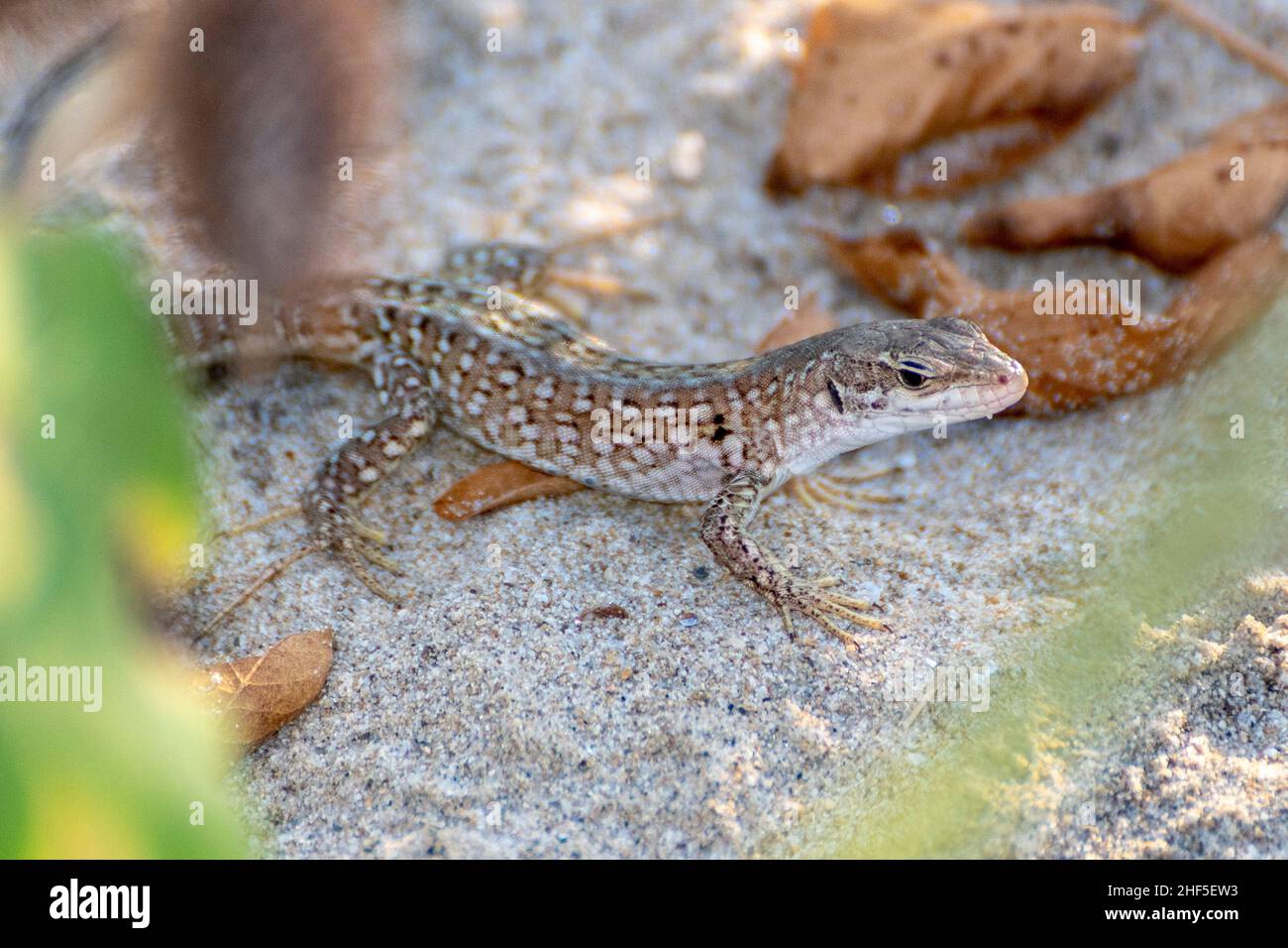 Lizard in the foreground among the shrubs Stock Photo