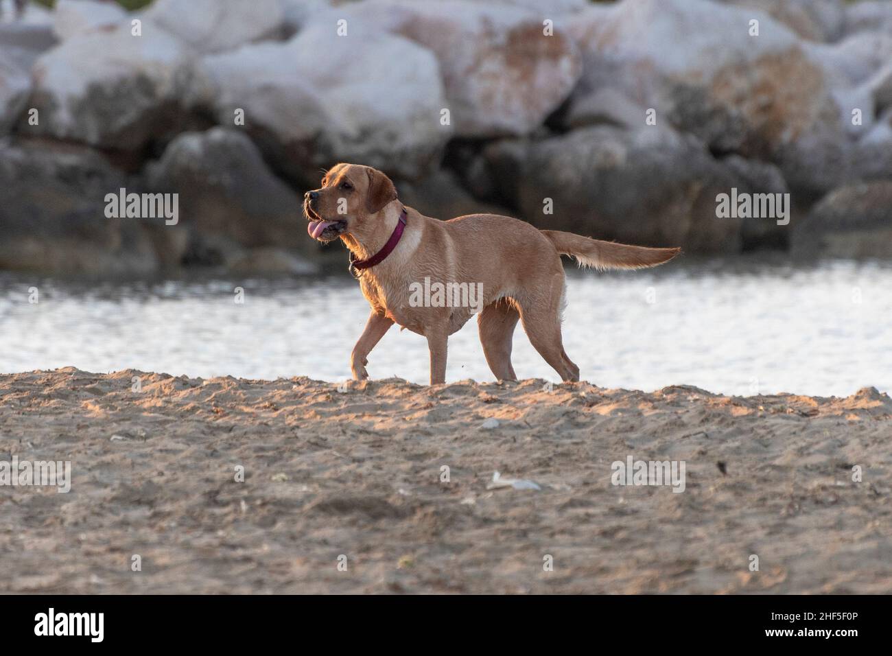 Dog running and having fun on the beach Stock Photo