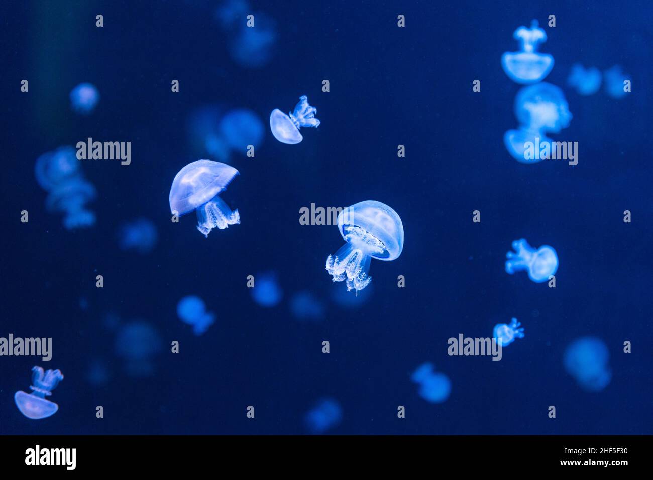 Barrel jellyfish lit by blue light Stock Photo