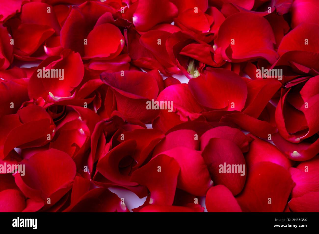 Full frame shot of fresh aromatic fragile red rose petals, closeup of scented flowers Stock Photo