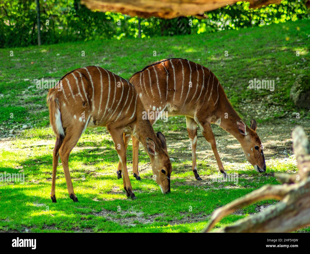 Nyala ( Tragelaphus angasii Stock Photo Alamy