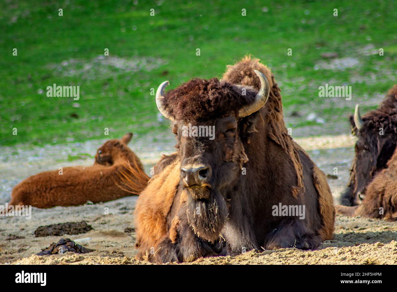 The Bison Stock Photo