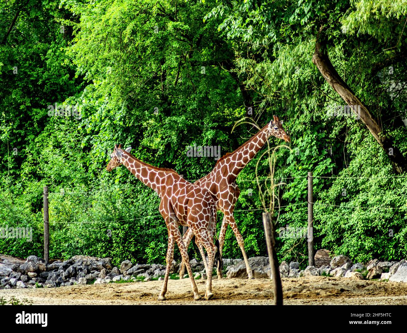 Two Giraffes Stock Photo