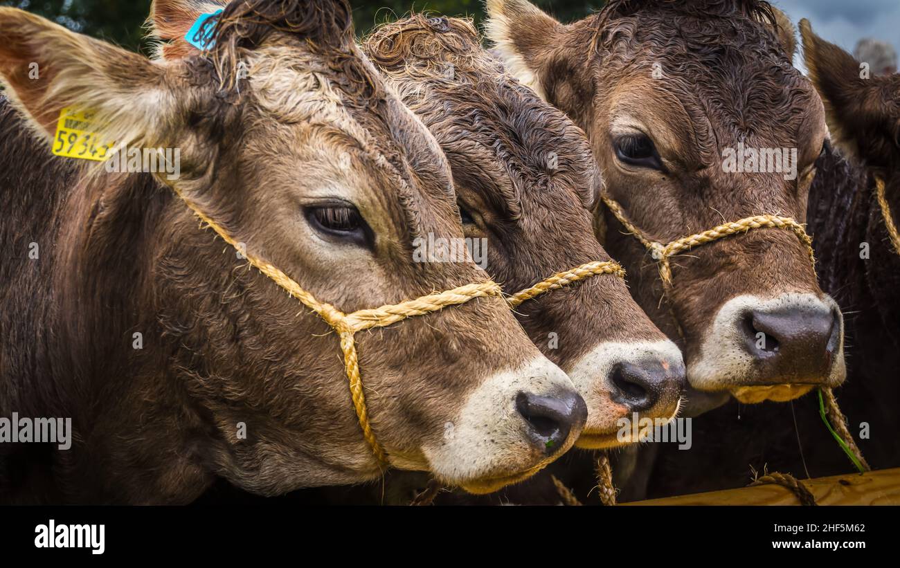 Drei Kälber mit Stricken um den Kopf bei der Viehscheid in Oberstdorf Stock Photo