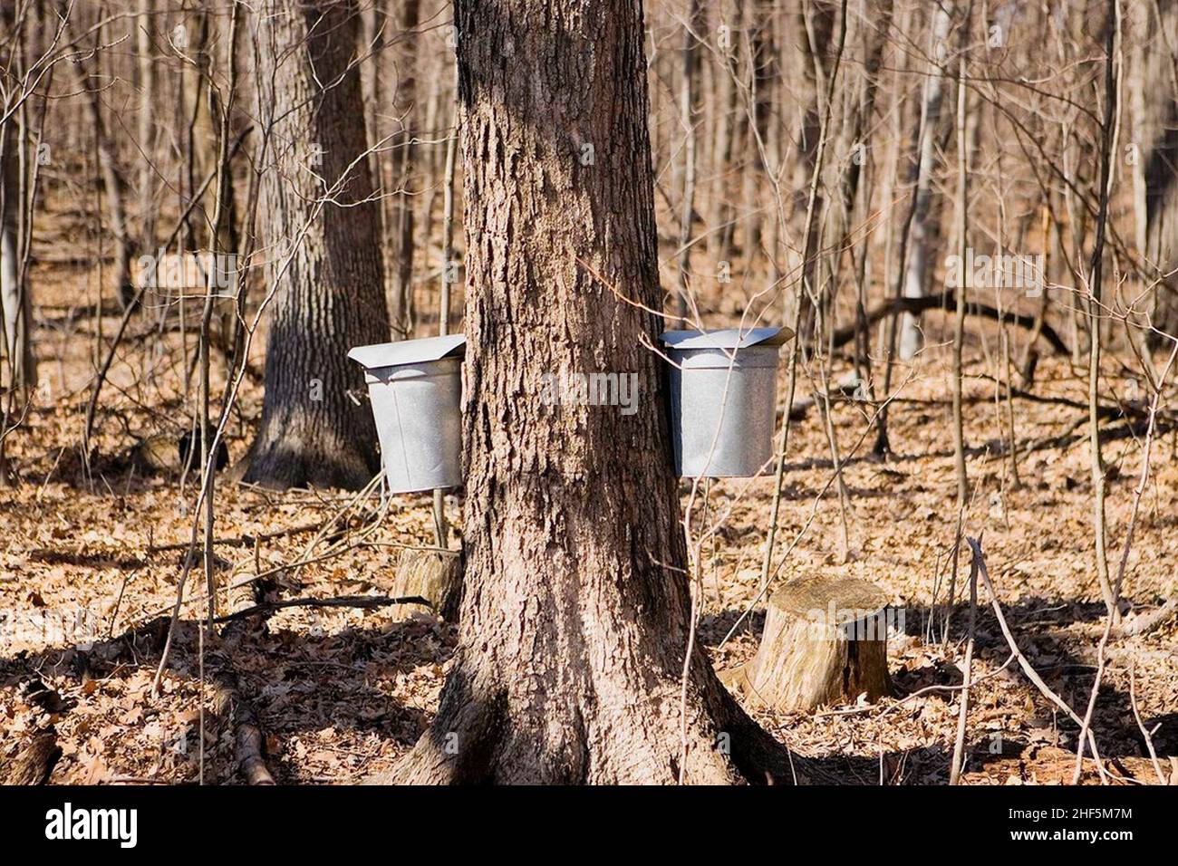 Sap buckets on maple trees Stock Photo Alamy