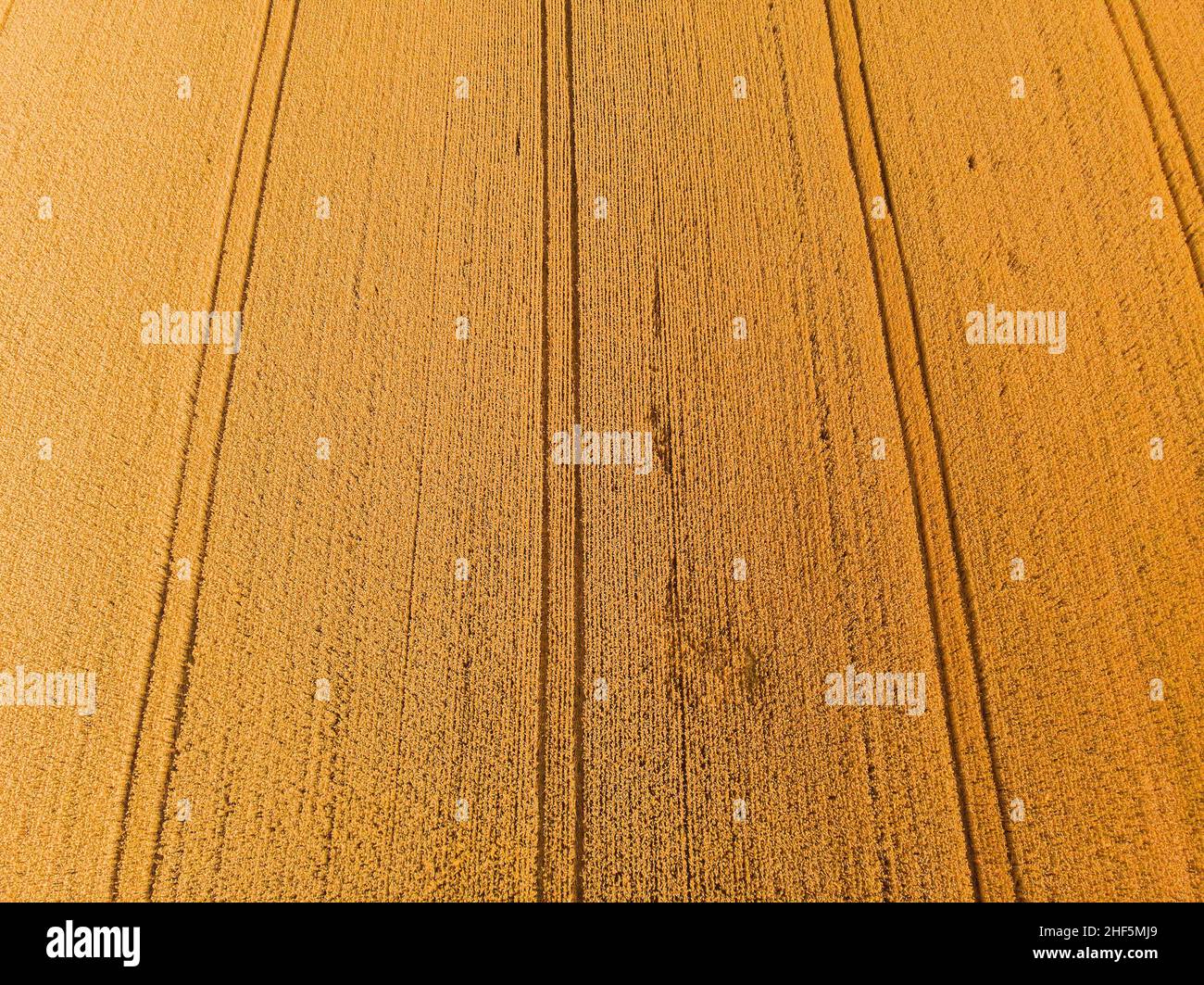 Aerial landscape of summer farm wheat field harvest crops Stock Photo ...