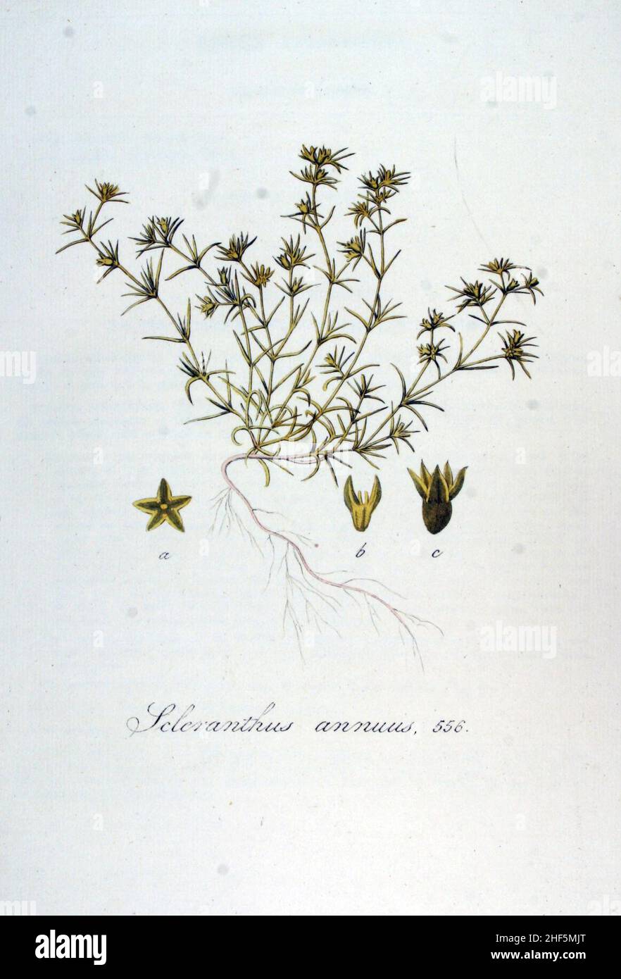 Scleranthus annuus — Flora Batava — Volume v7. Stock Photo
