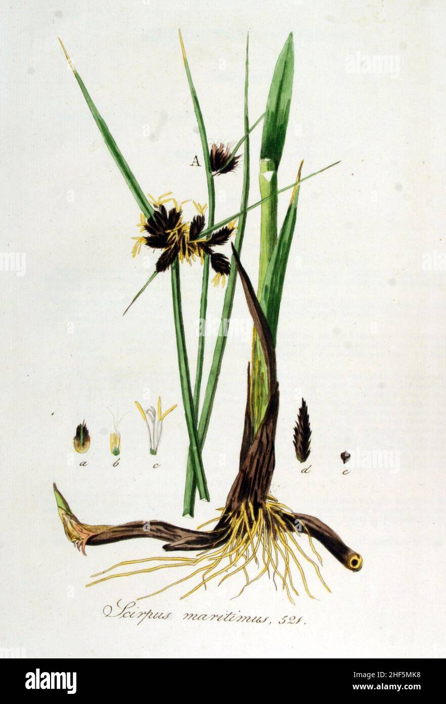 Scirpus maritimus — Flora Batava — Volume v7. Stock Photo