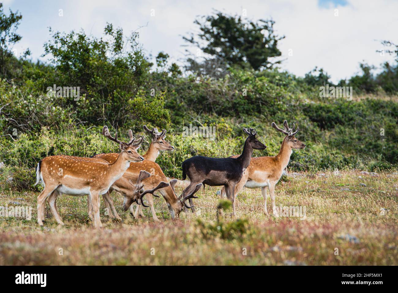 Herd of bucks on the Swedish isle of Hanö. Bunch or group of wary stags on Hano island as they live happily in their habitat conveys a sense of family Stock Photo