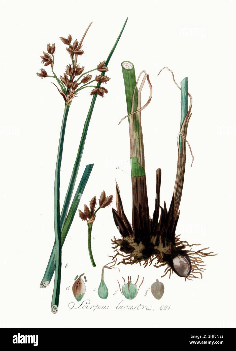 Scirpus lacustris — Flora Batava — Volume v9. Stock Photo