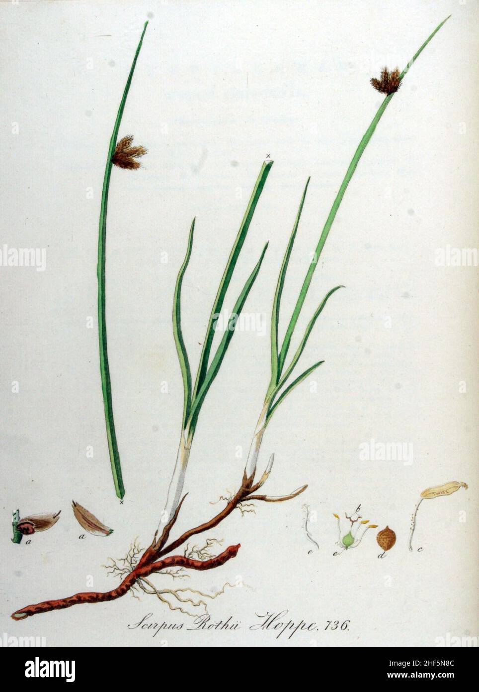 Scirpus rothii — Flora Batava — Volume v10. Stock Photo