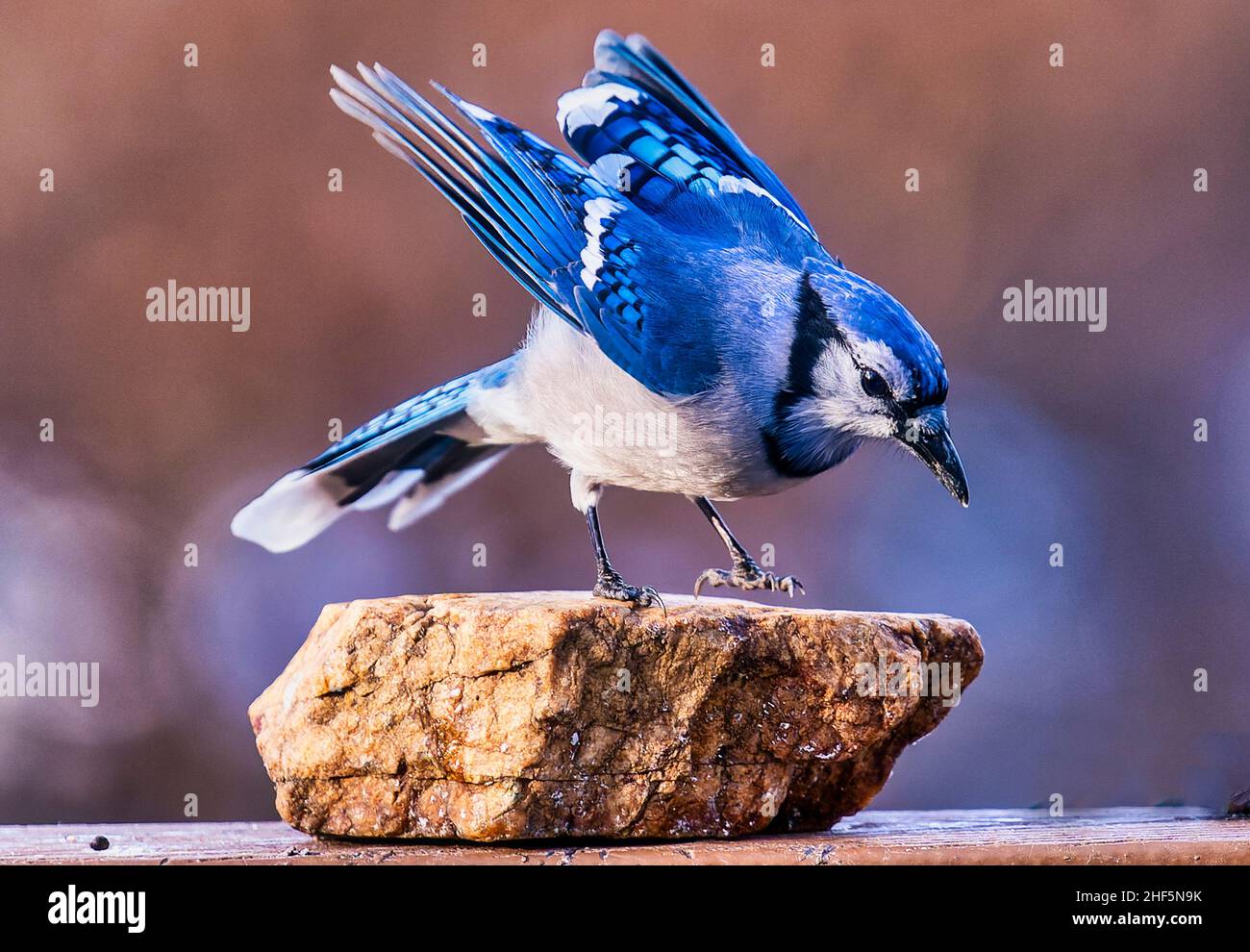 A Bluejay lands on a rock in the backyard Stock Photo - Alamy
