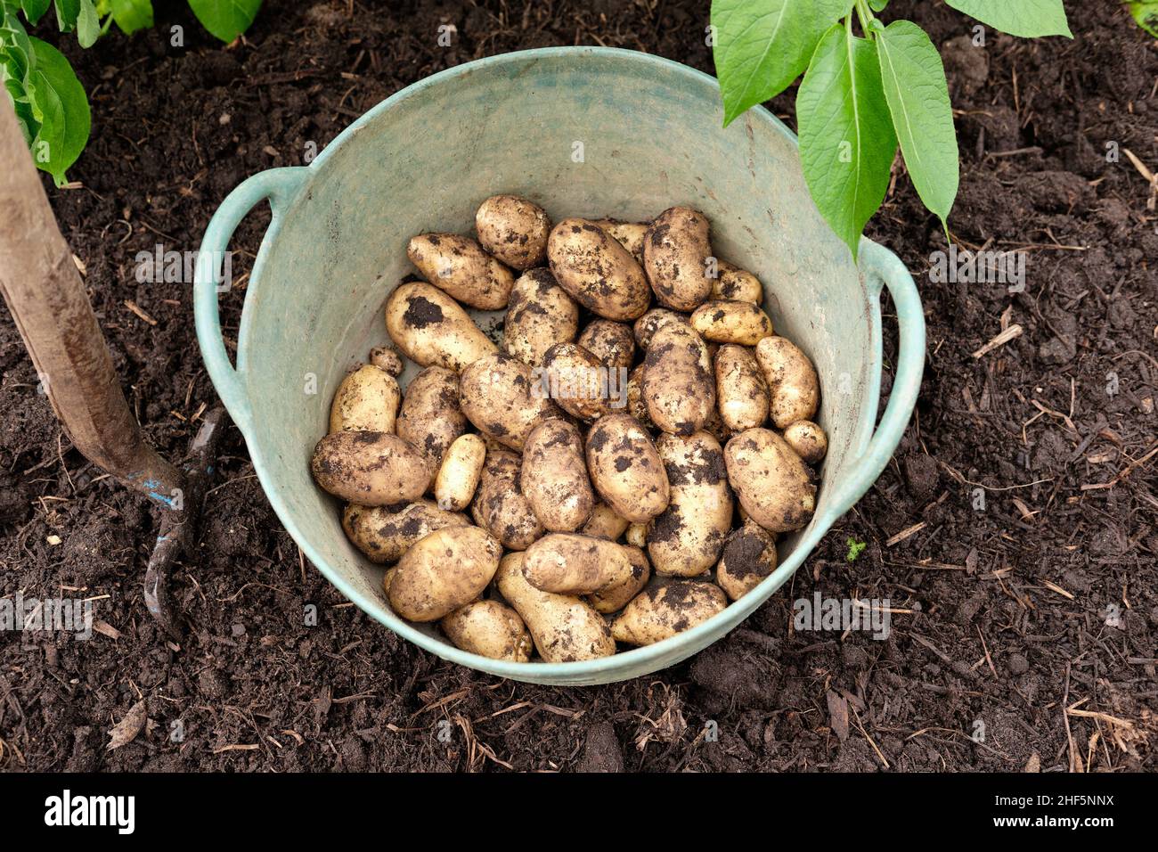 A green garden trug filled with freshly lifted Charlotte New Potatoes from a rich organic matter filled soil in a vegetable garden raised bed. Stock Photo