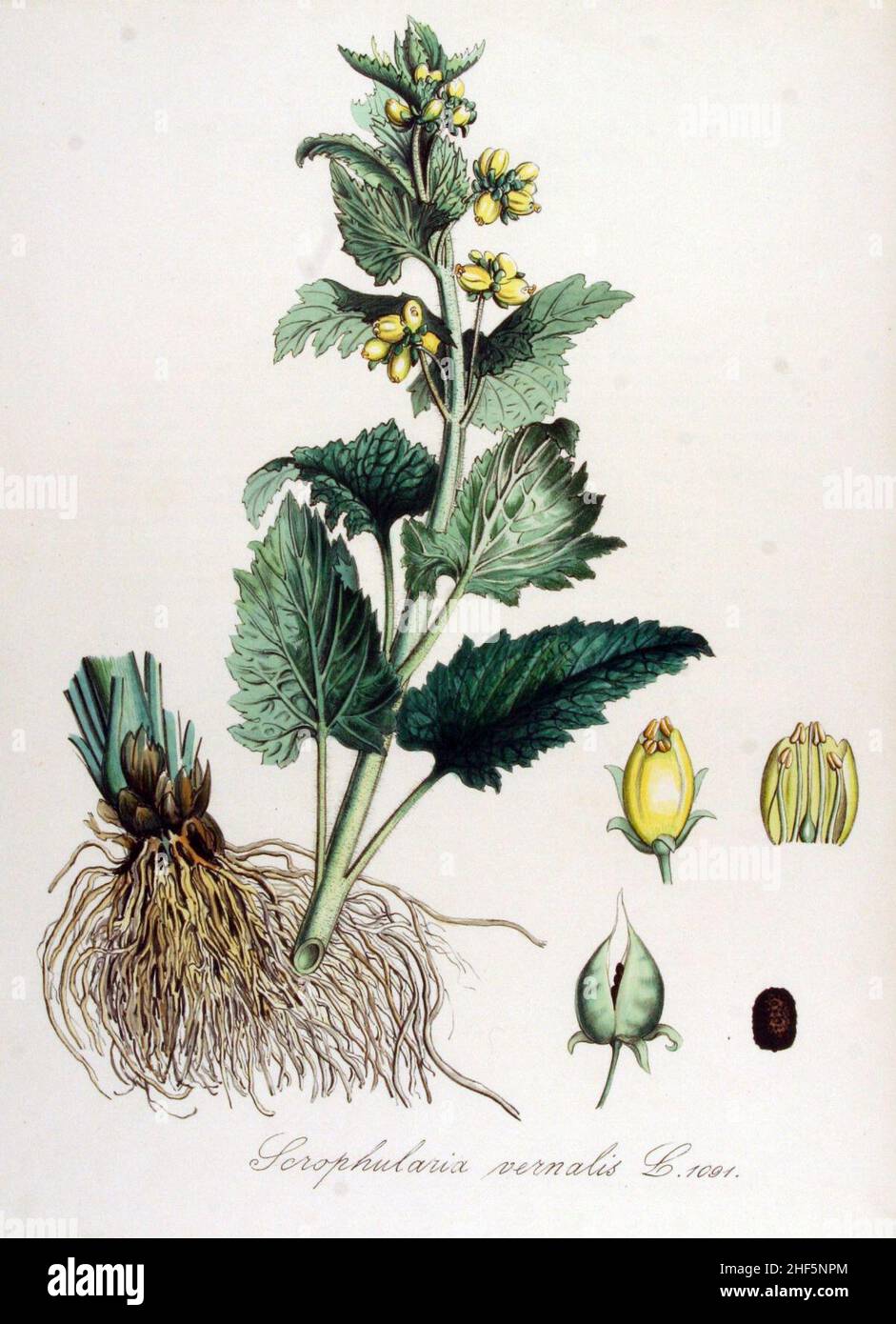 Scrophularia vernalis — Flora Batava — Volume v14. Stock Photo