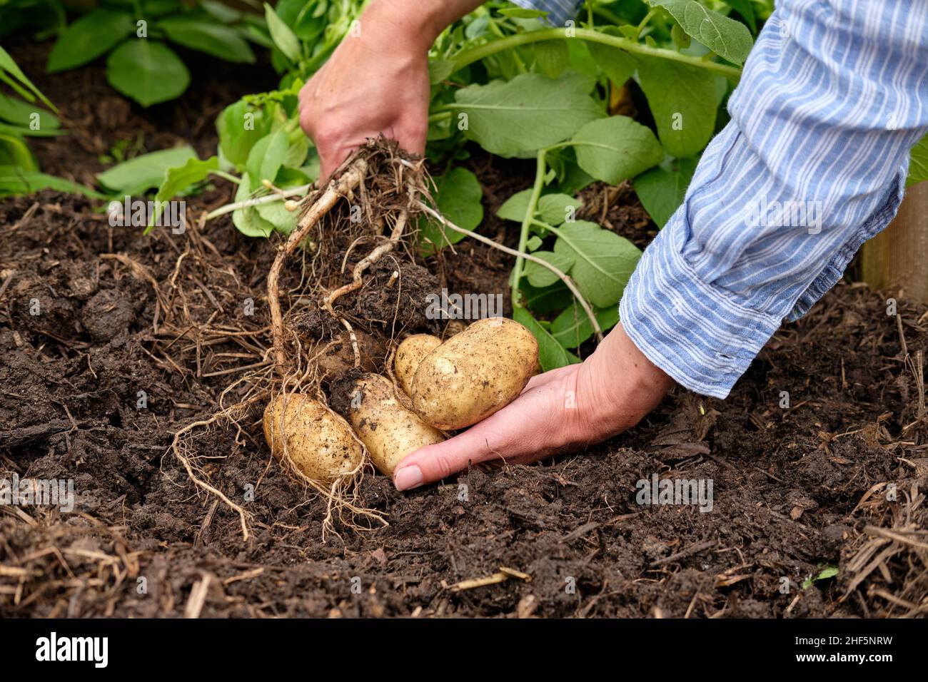 A female gardener lifting Charlotte New Potatoes from a rich organic matter filled soil in a vegetable garden raised bed. Stock Photo