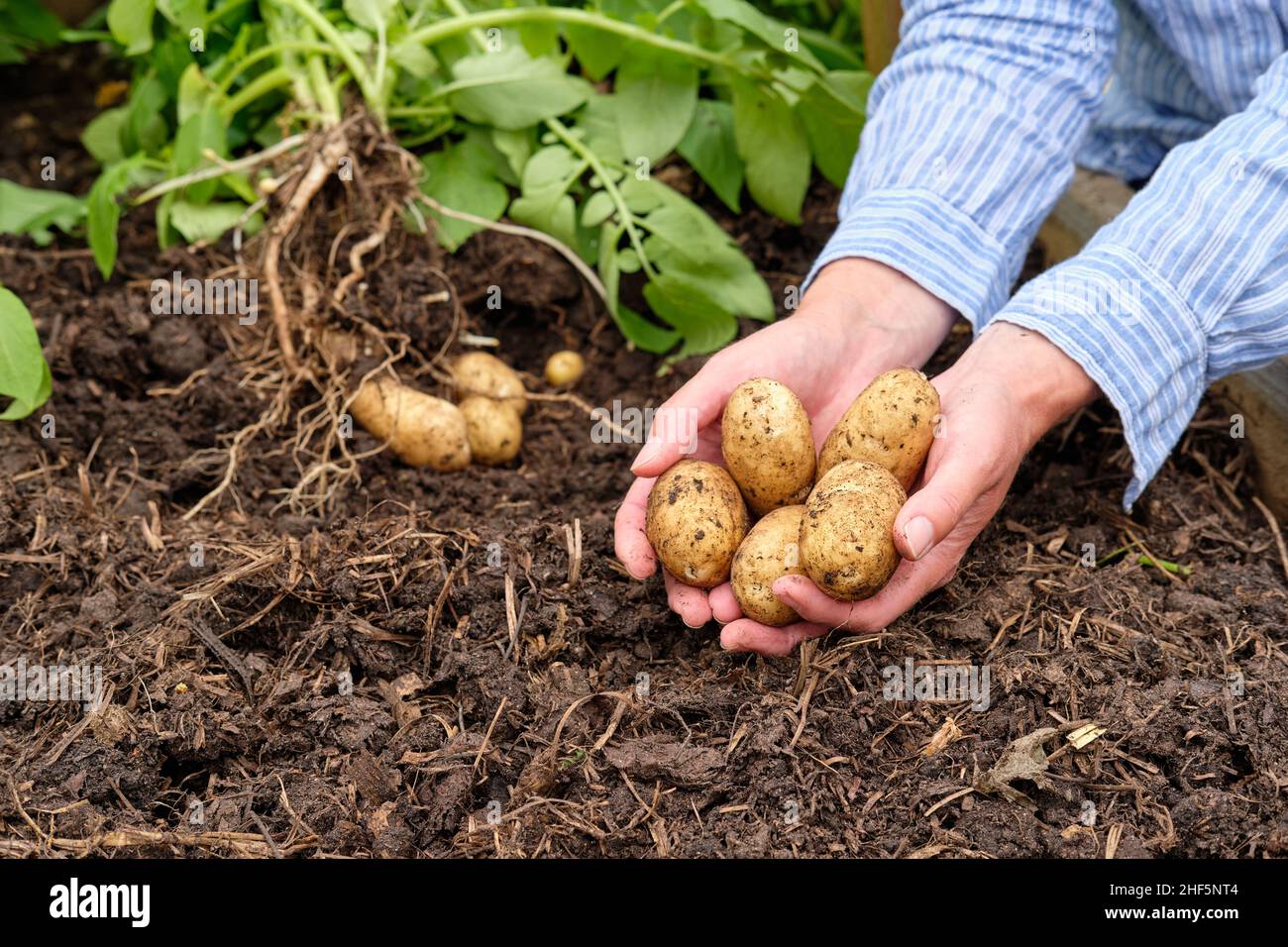 A female gardener holding freshly lifted Charlotte New Potatoes from a