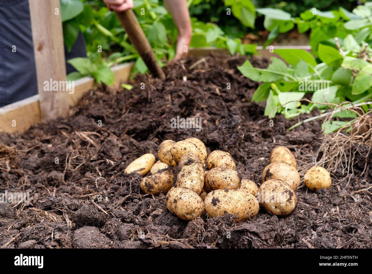 Freshly lifted Charlotte New Potatoes from a rich organic matter filled soil in a vegetable garden raised bed. Stock Photo
