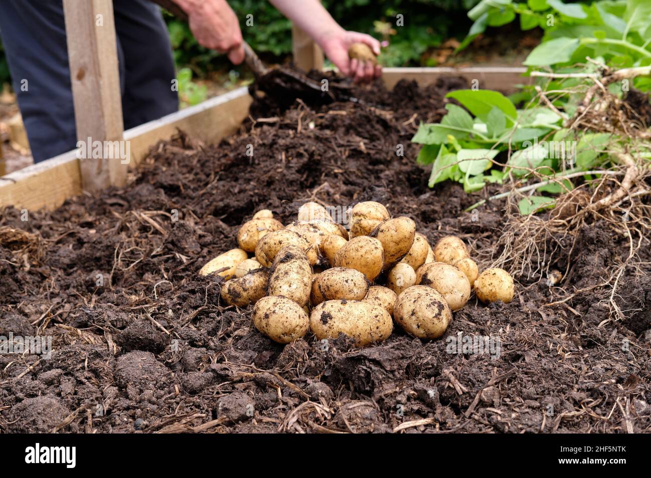 Freshly lifted Charlotte New Potatoes from a rich organic matter filled soil in a vegetable garden raised bed. Stock Photo