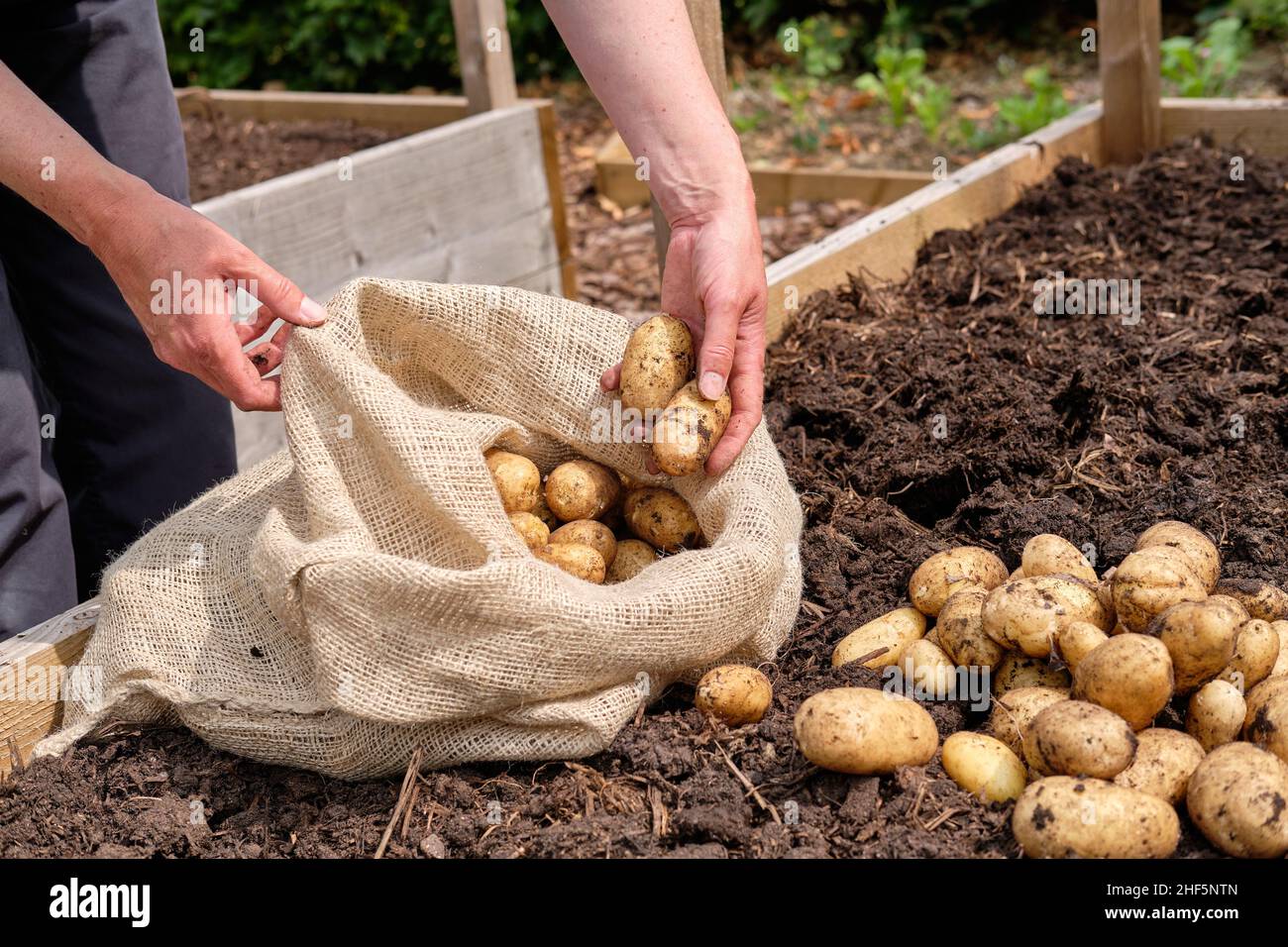 A female gardener filling a hessian potato sack with freshly lifted Charlotte New Potatoes from a vegetable garden raised bed. Stock Photo