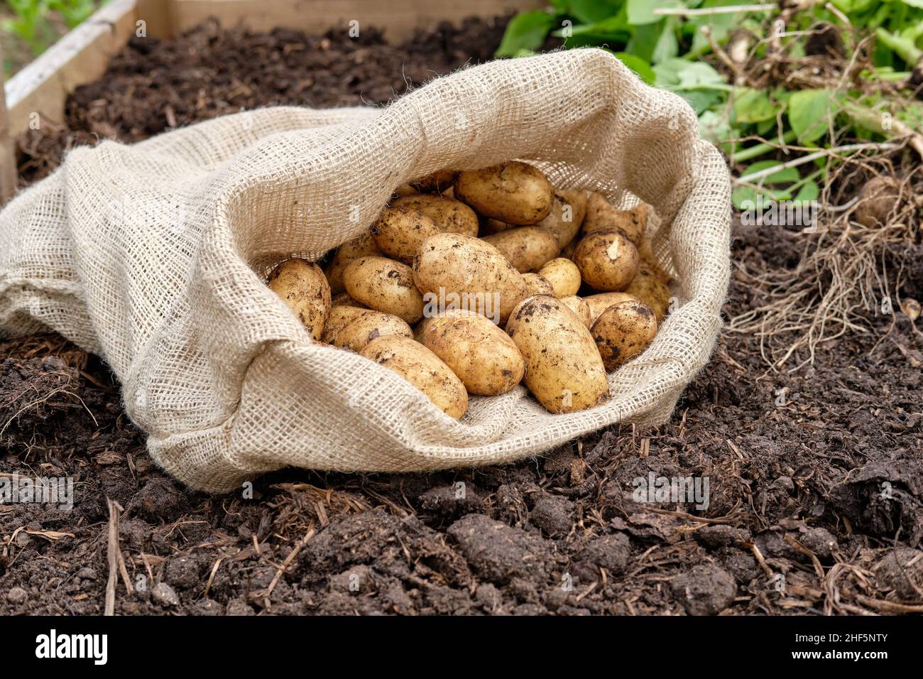 A hessian potato sack filled with freshly lifted Charlotte New Potatoes from a rich organic matter filled soil in a vegetable garden raised bed. Stock Photo