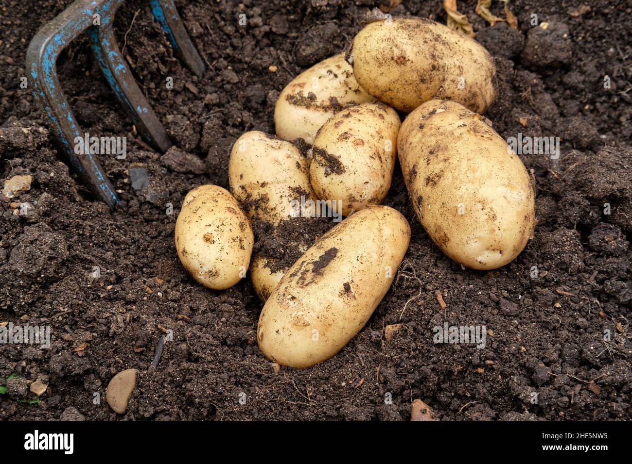 Freshly lifted Charlotte New Potatoes from a rich organic matter filled soil in a vegetable garden raised bed. Stock Photo