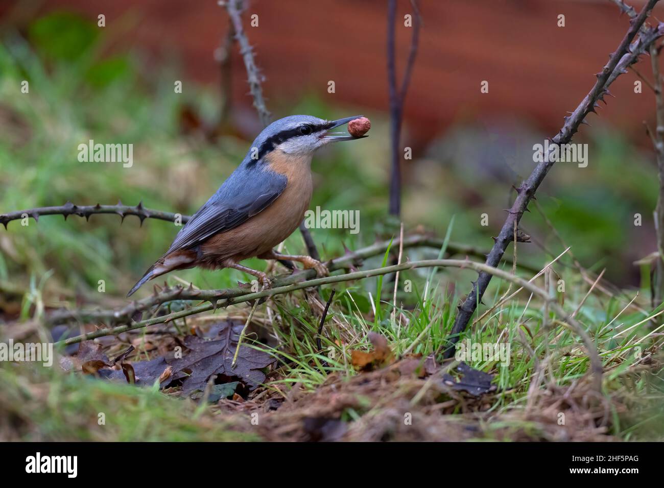 Sitta europaea nut hi-res stock photography and images - Alamy