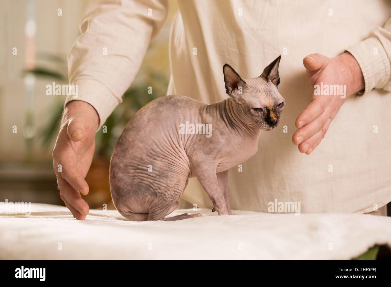 Reiki Master Healer Heals Animals in Reiki Stream Stock Photo