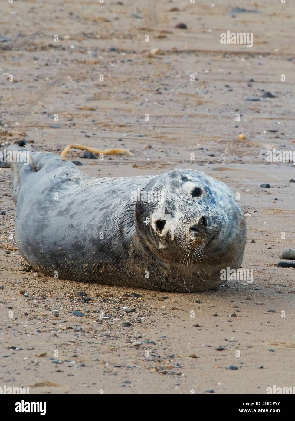 A young, underweight seal hauled out on Redcar beach, resting after battling the waves of a storm-tossed North Sea. Stock Photo
