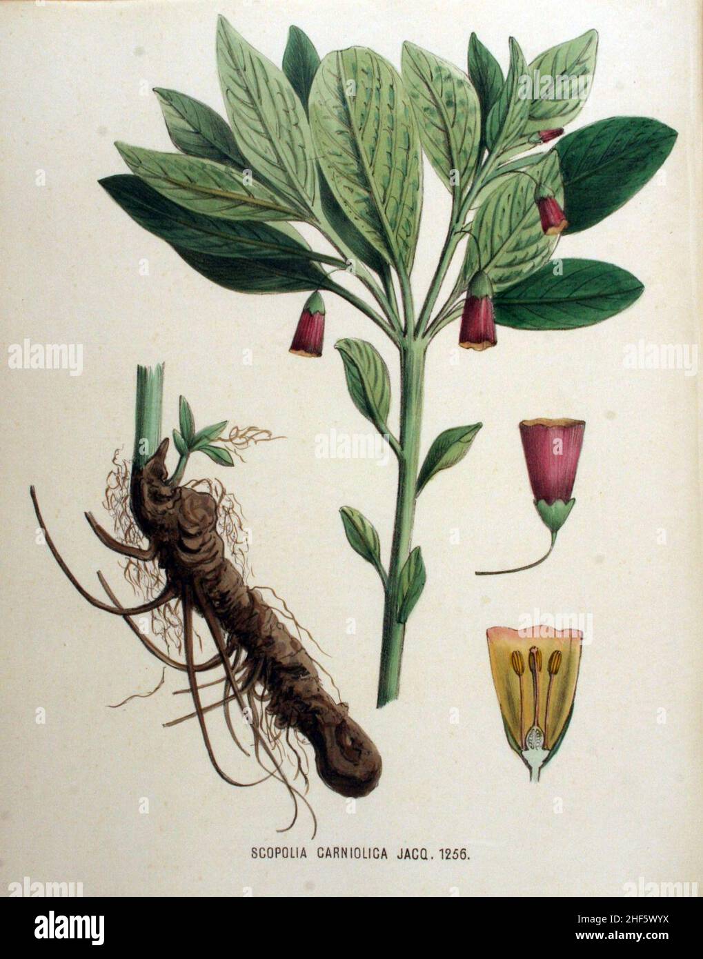 Scopolia carniolica — Flora Batava — Volume v16. Stock Photo