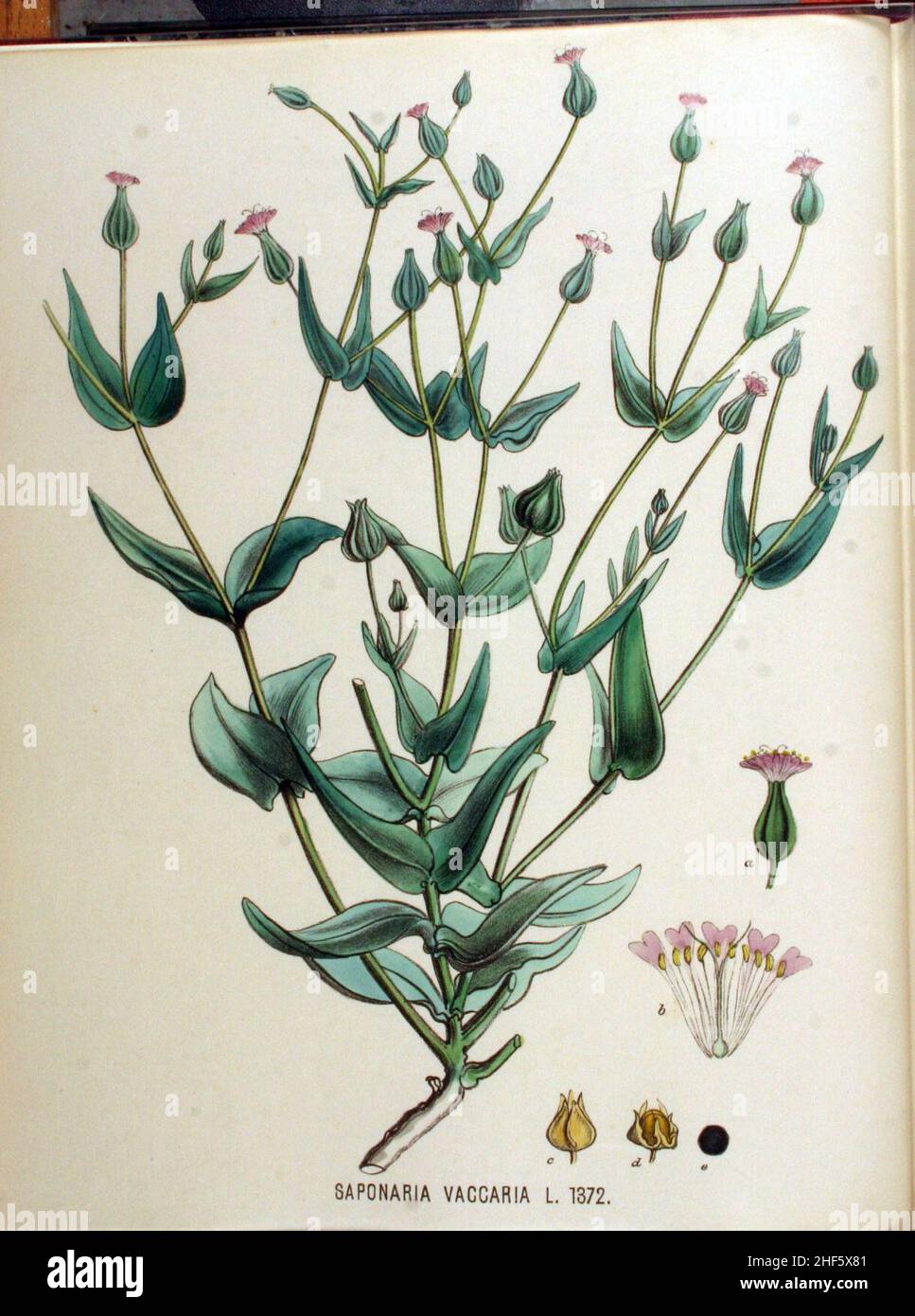 Saponaria vaccaria — Flora Batava — Volume v18. Stock Photo
