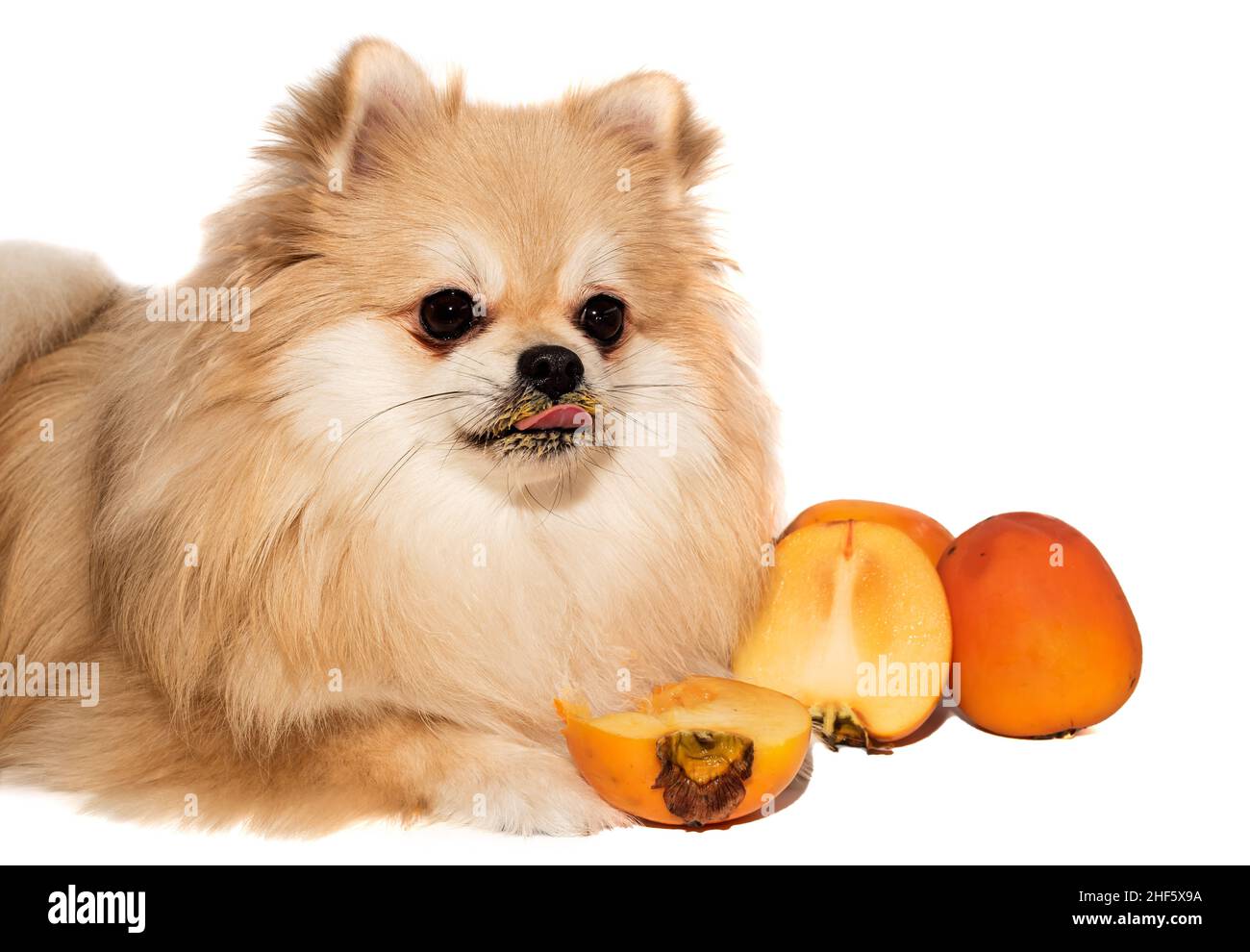 Pomeranian fruit hotsell