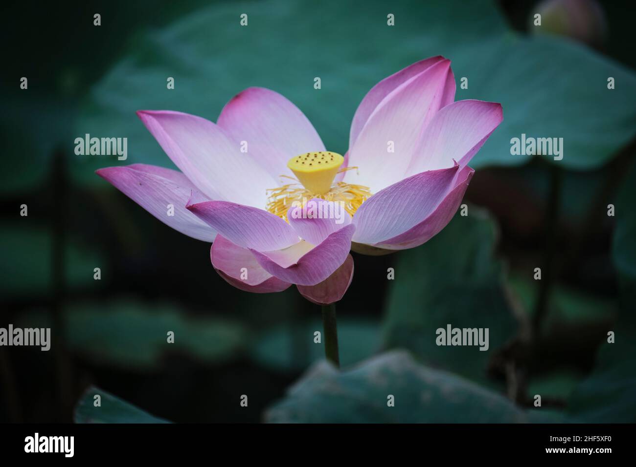 lotus, the national flower of Vietnam Stock Photo - Alamy