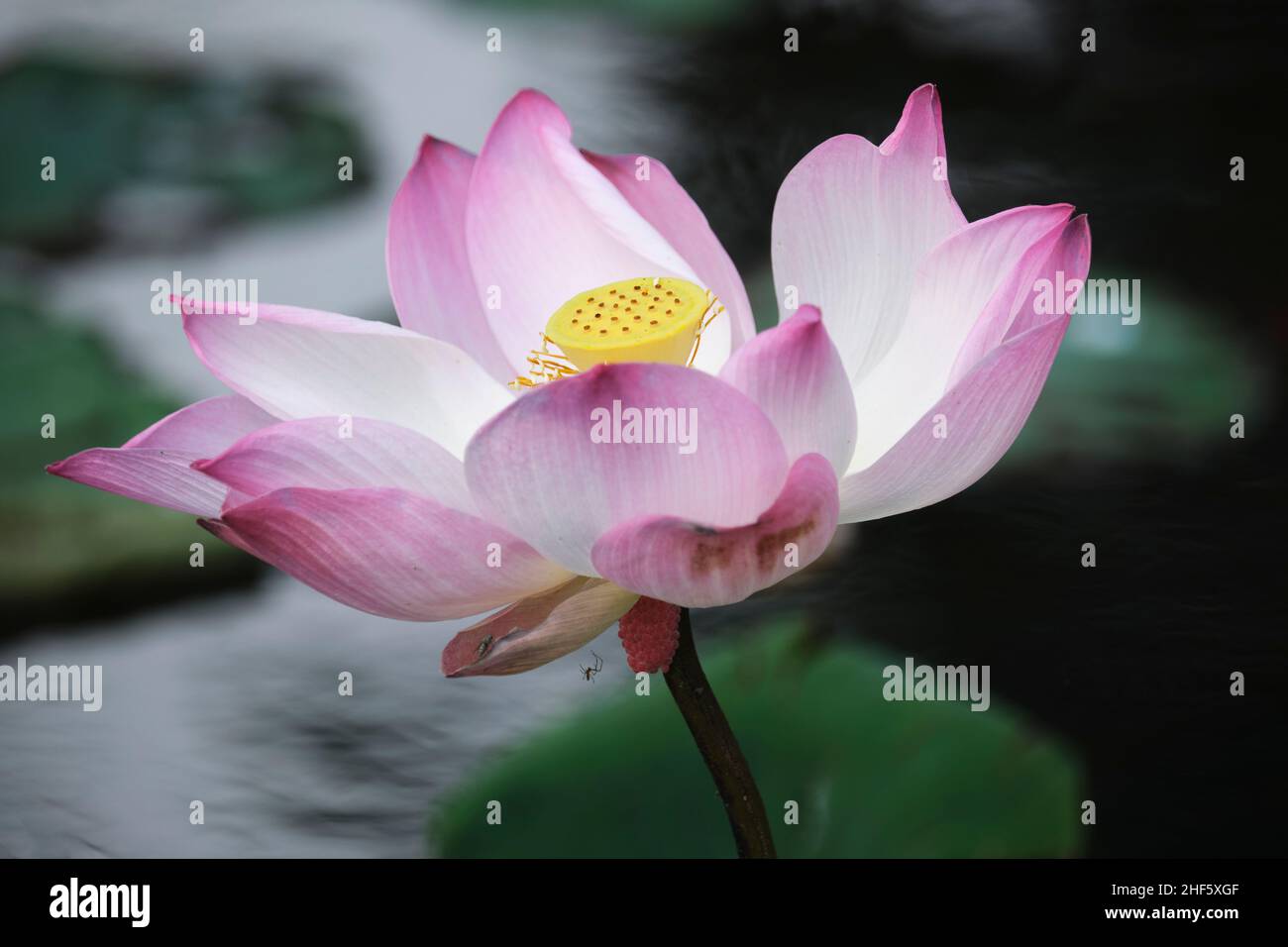 lotus, the national flower of Vietnam Stock Photo Alamy