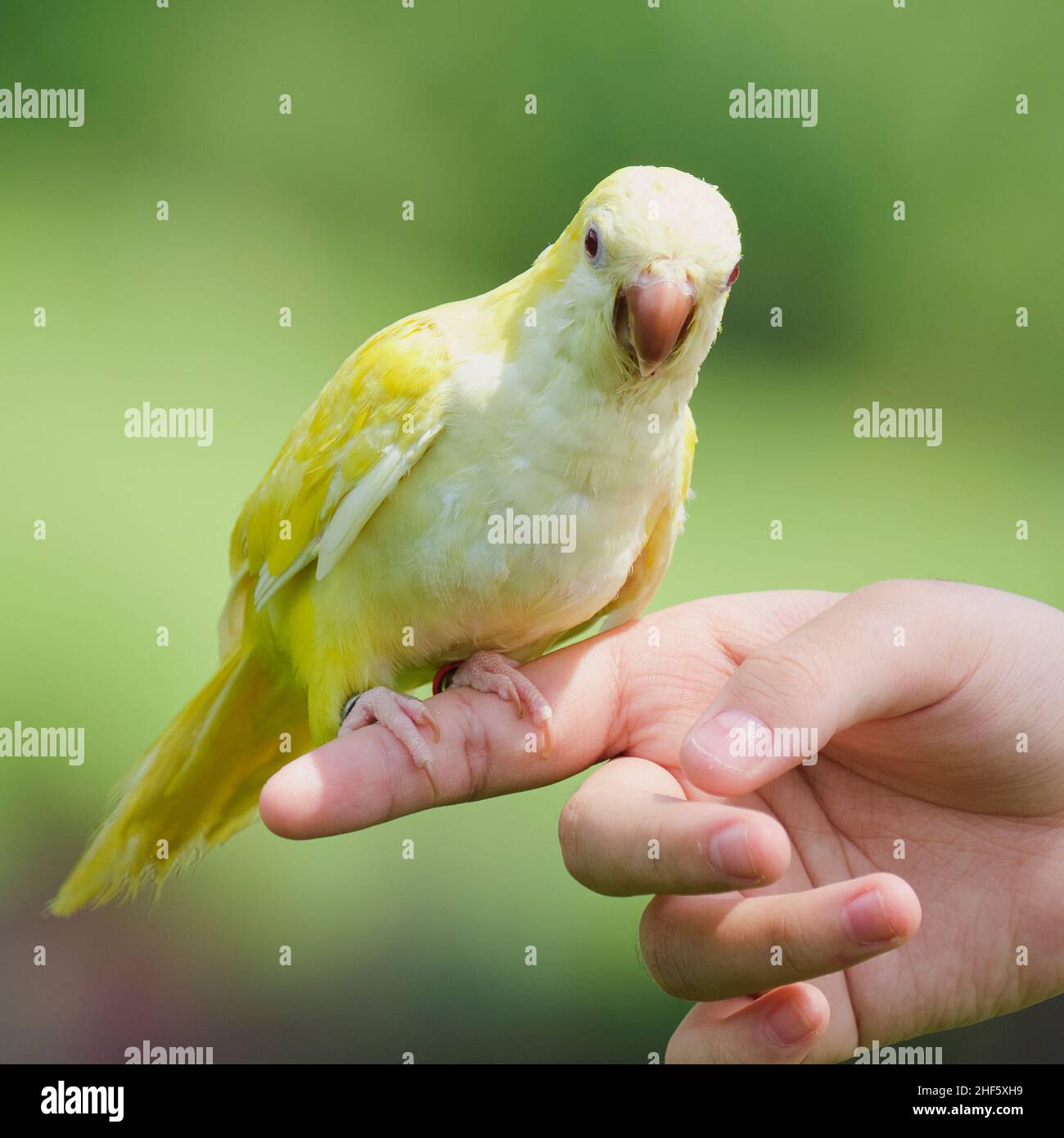beautiful parrot bird standing on owner's finger Stock Photo Alamy