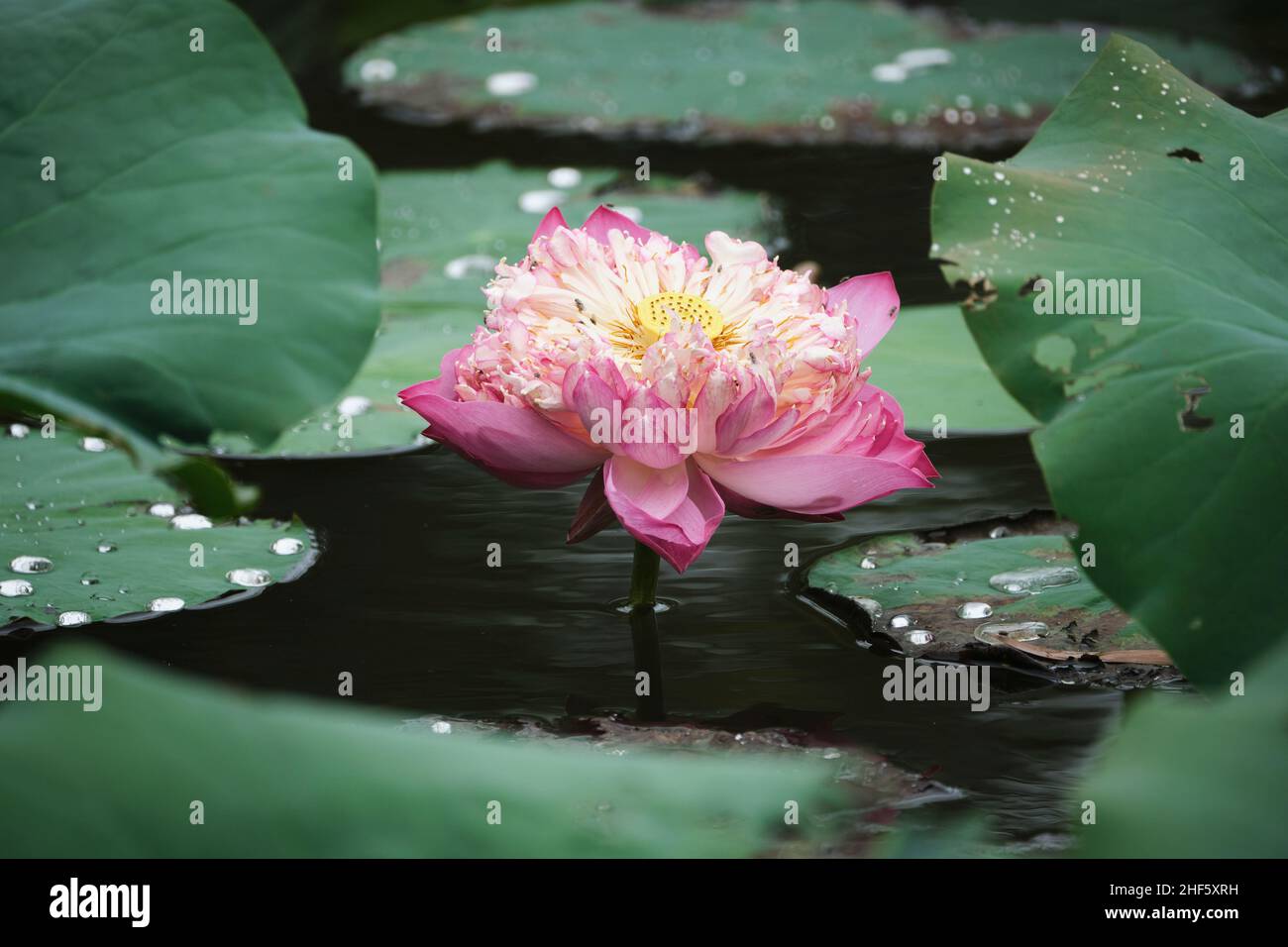 lotus, the national flower of Vietnam Stock Photo Alamy