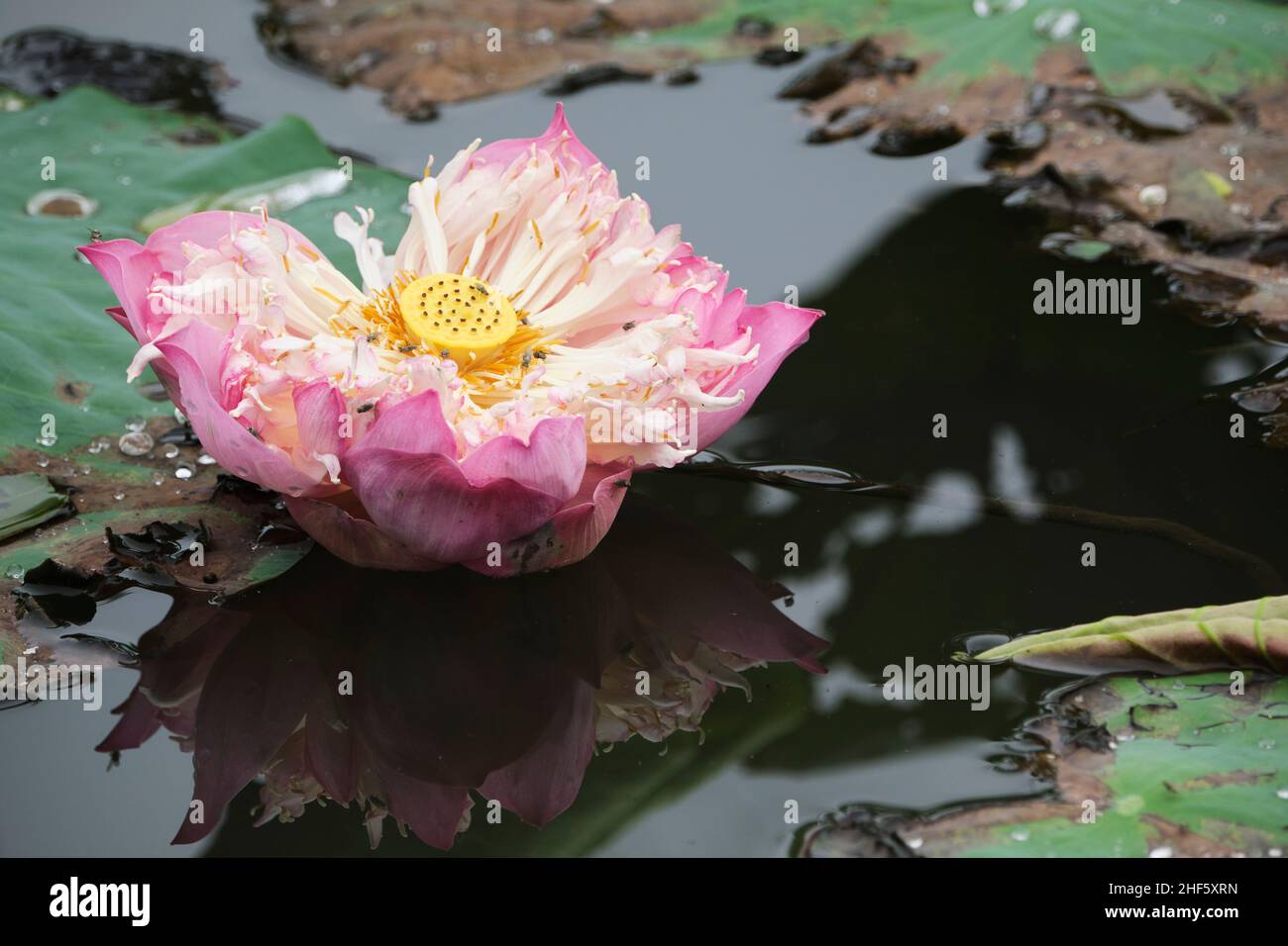lotus, the national flower of Vietnam Stock Photo Alamy